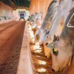 Confina Brasil 2025: benchmarking apresenta um panorama da pecuária brasileira