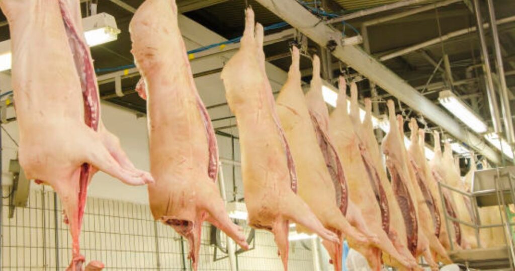 exportações de carne suína