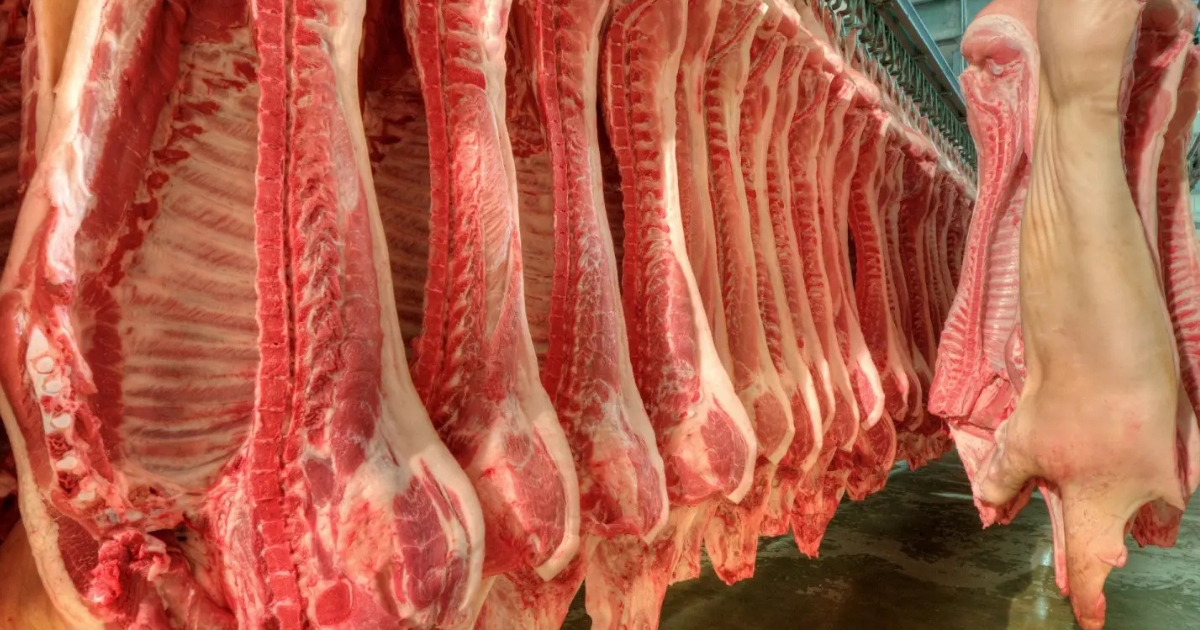 exportações de carne suína