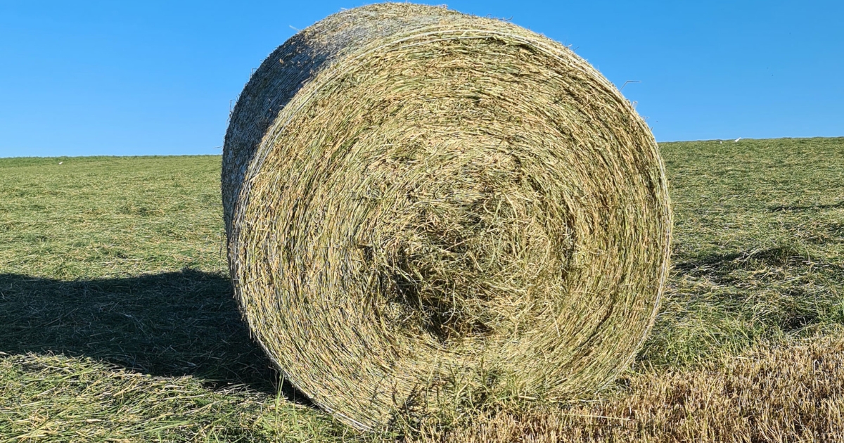produção de haylage
