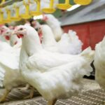 Municípios do Noroeste do RS articulam expansão da avicultura com novos projetos de aviários