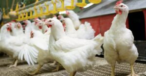 Queda no frango vivo derruba poder de compra do avicultor em janeiro