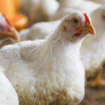 Pesquisa do Reino Unido associa larvas de mosca a melhor bem-estar em frangos de crescimento rápido