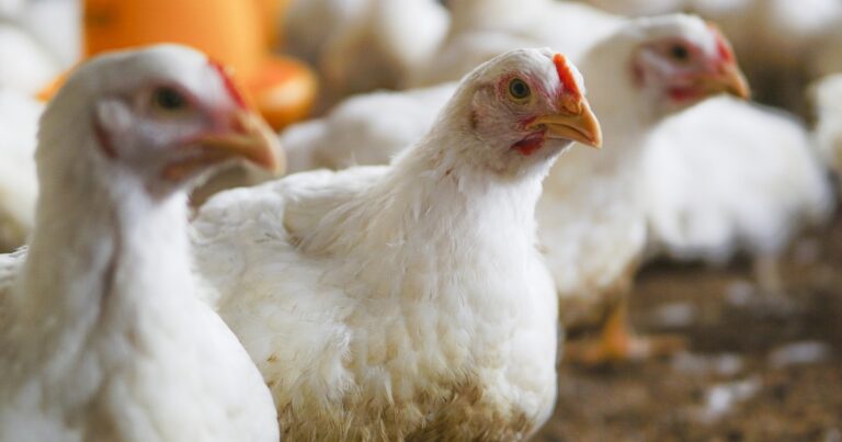 Pesquisa do Reino Unido associa larvas de mosca a melhor bem-estar em frangos de crescimento rápido