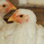 Estudo identifica mutações em H5 que afetam o desempenho de vacinas para aves