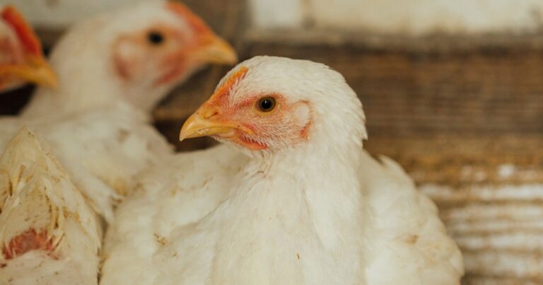 Estudo identifica mutações em H5 que afetam o desempenho de vacinas para aves