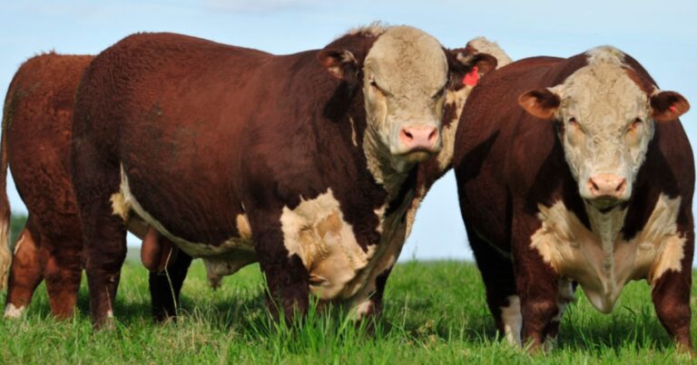 Remates Hereford e Braford faturam mais de R$ 47 milhões e ampliam presença no mercado em 2025