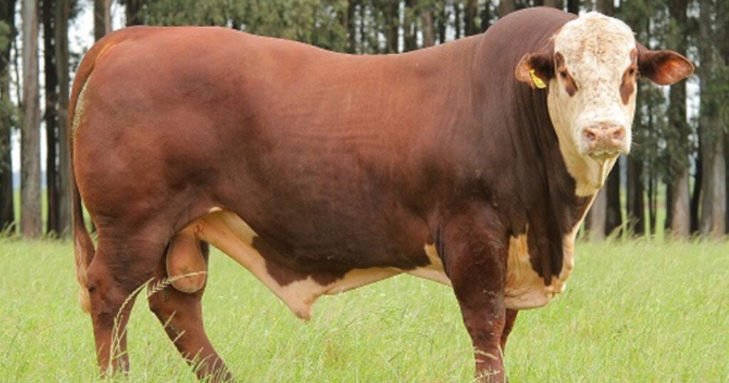 remates Hereford e Braford