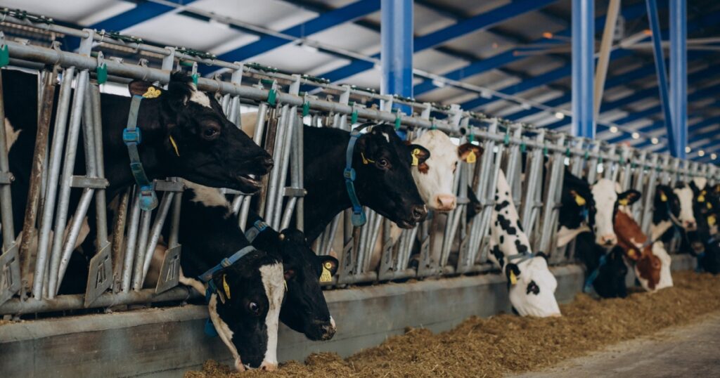 bem-estar animal na pecuária leiteira