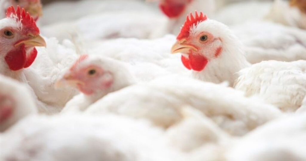 nutrição de aves