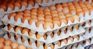 Ovos têm pior poder de compra frente ao milho desde março de 2022, aponta Cepea