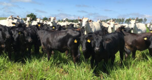 Pecuária de cria desponta como a mais rentável em 2026, aponta SIA