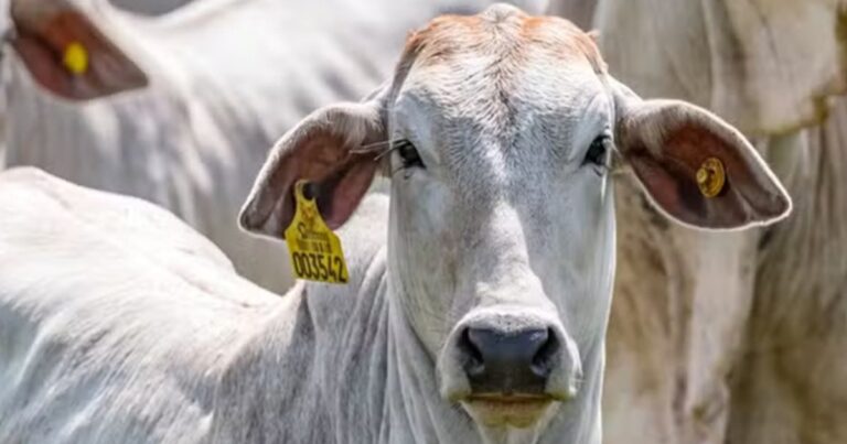 Rastreabilidade ganha papel estratégico na cadeia da carne e reforça agenda ESG