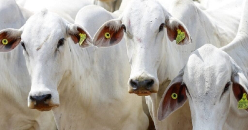 rastreabilidade da cadeia da carne