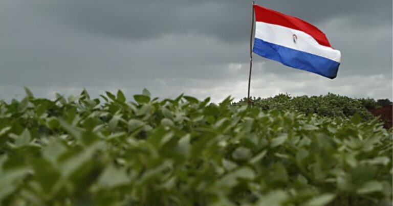 Clima favorece soja no Paraguai e produção pode superar 11 milhões de toneladas em 2026