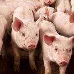 Filipinas suspendem importação de carne suína de Taiwan após surto de peste suína africana