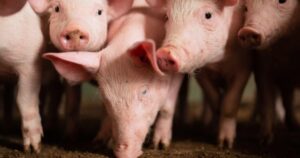 Preços do suíno recuam com força em janeiro, aponta Cepea