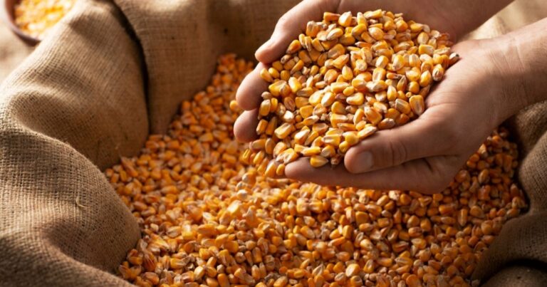 Milho Paulista: Valor da Produção Agropecuária cresce 26% em 2025