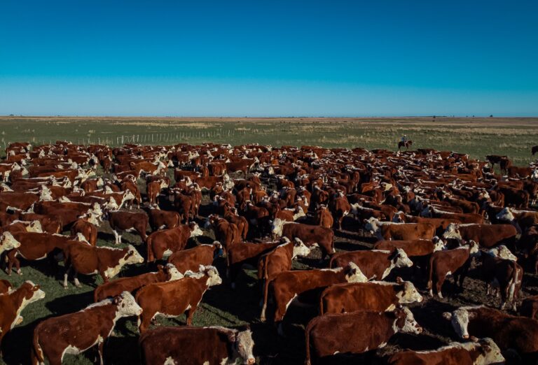 Registros das raças Hereford e Braford superam 44 mil animais em 2025