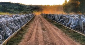 ASBRAM antecipa crescimento da produção pecuária em 2026