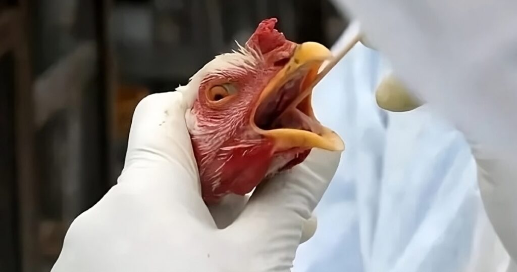 gripe aviária Argentina