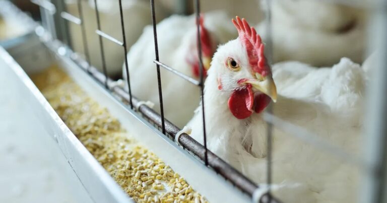 Argentina confirma gripe aviária e suspende exportações de aves