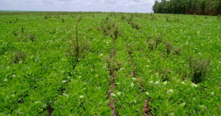Bioherbicida microbiano passa por testes de segurança ambiental em pesquisa do Instituto de Pesca