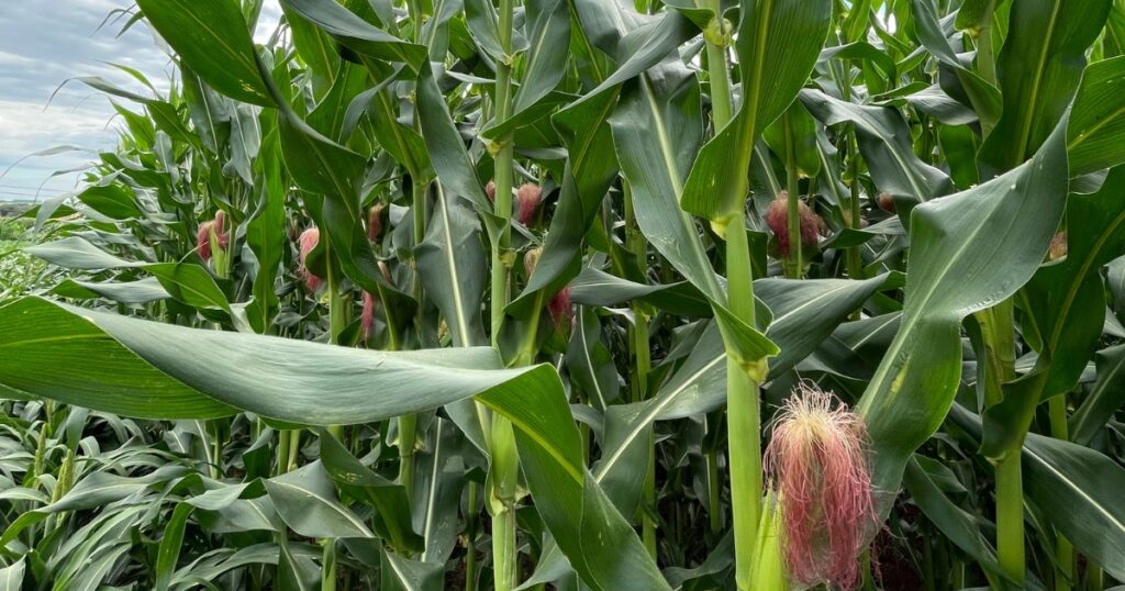 biossoluções agrícolas