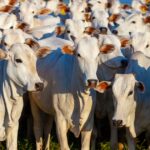 Sustentabilidade e integração serão foco da nova gestão da Embrapa Gado de Corte