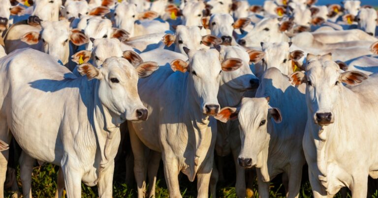 Sustentabilidade e integração serão foco da nova gestão da Embrapa Gado de Corte