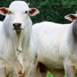 Mato Grosso bate recorde de abate bovino no primeiro semestre