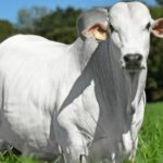 Cenário estrutural mantém perspectivas positivas para a pecuária de corte