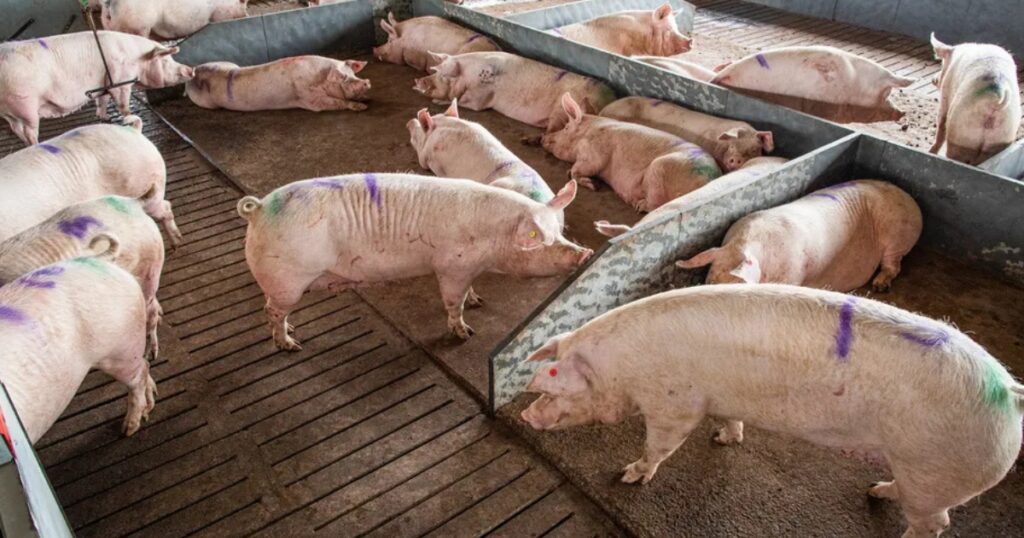 risco sanitário proteína animal