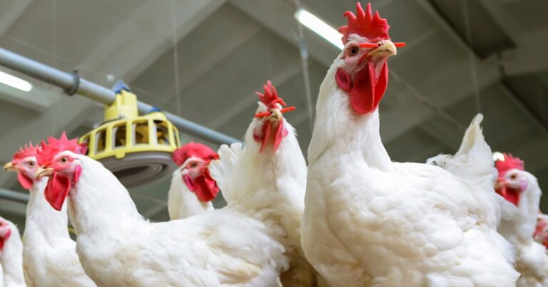 Calor extremo eleva risco sanitário e desafia cadeias de proteína animal