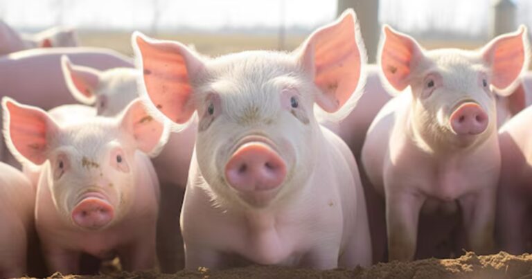 Carne suína recua e amplia competitividade frente às proteínas bovina e de frango
