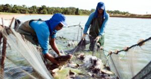 Chuvas intensas exigem manejo rigoroso na piscicultura brasileira