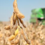 Clima, câmbio e logística pressionam soja, enquanto China pode sustentar exportações