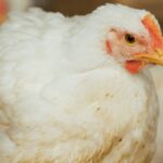 Cobb-Vantress lançará matriz Cobb800 no SBSA