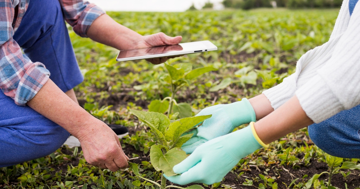 estratégia no agronegócio proteína animal