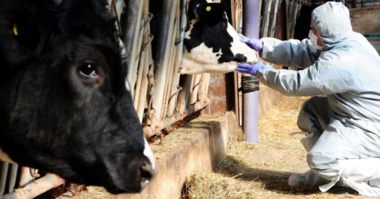 Coreia do Sul registra primeiro surto de febre aftosa após nove meses