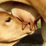 Creep-feeding: uma tecnologia potencializadora para o desmame