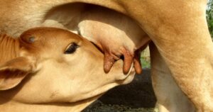 Creep-feeding: uma tecnologia potencializadora para o desmame
