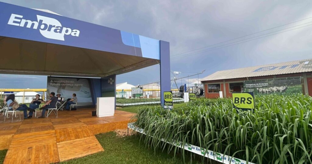 cultivares de feijão
