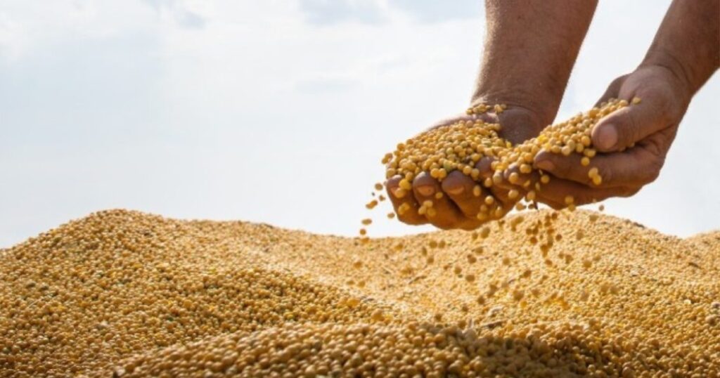 esmagamento de soja Mato Grosso