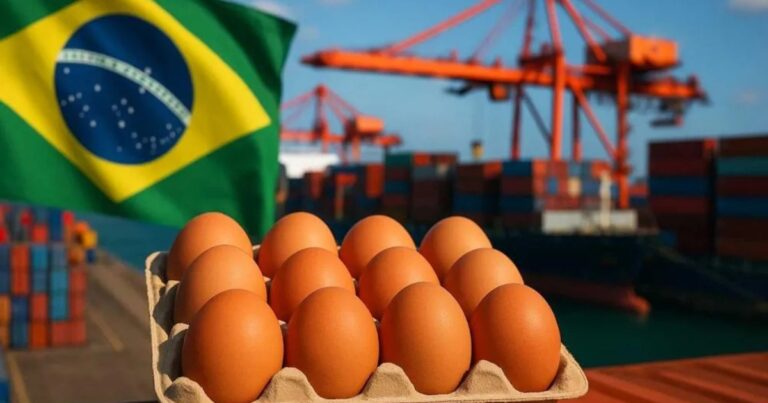 Exportações brasileiras de ovos avançam e ampliam presença internacional