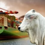 Exportações de carne bovina iniciam 2026 com recorde histórico em janeiro