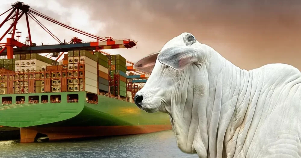 exportações de carne bovina