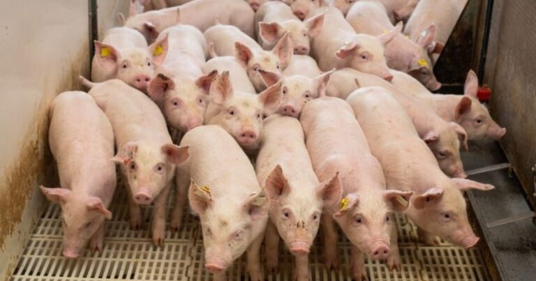 Exportações de carne suína começam 2026 com recorde para janeiro