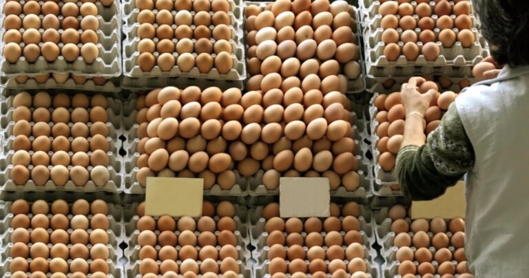 Exportações de ovos do Espírito Santo avançam em 2025 com forte demanda externa