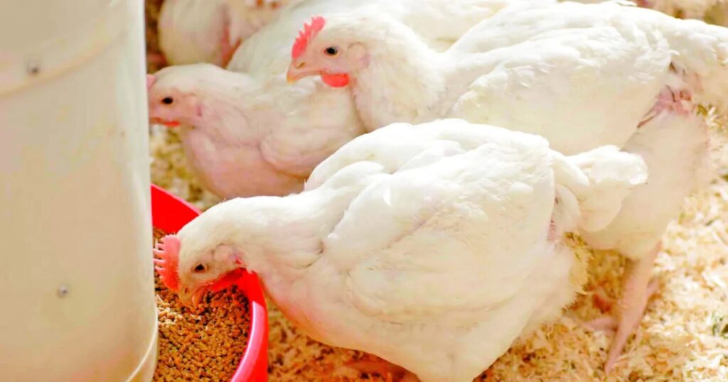 nutrição de aves